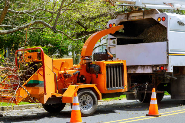 Best Dead Tree Removal  in Quitman, TX